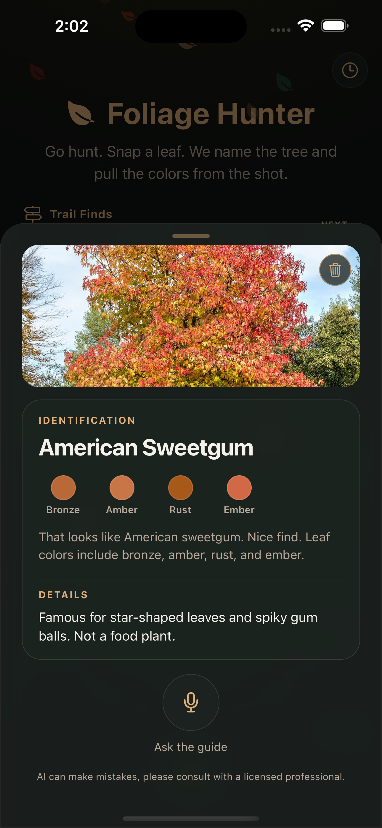 American sweetgum card