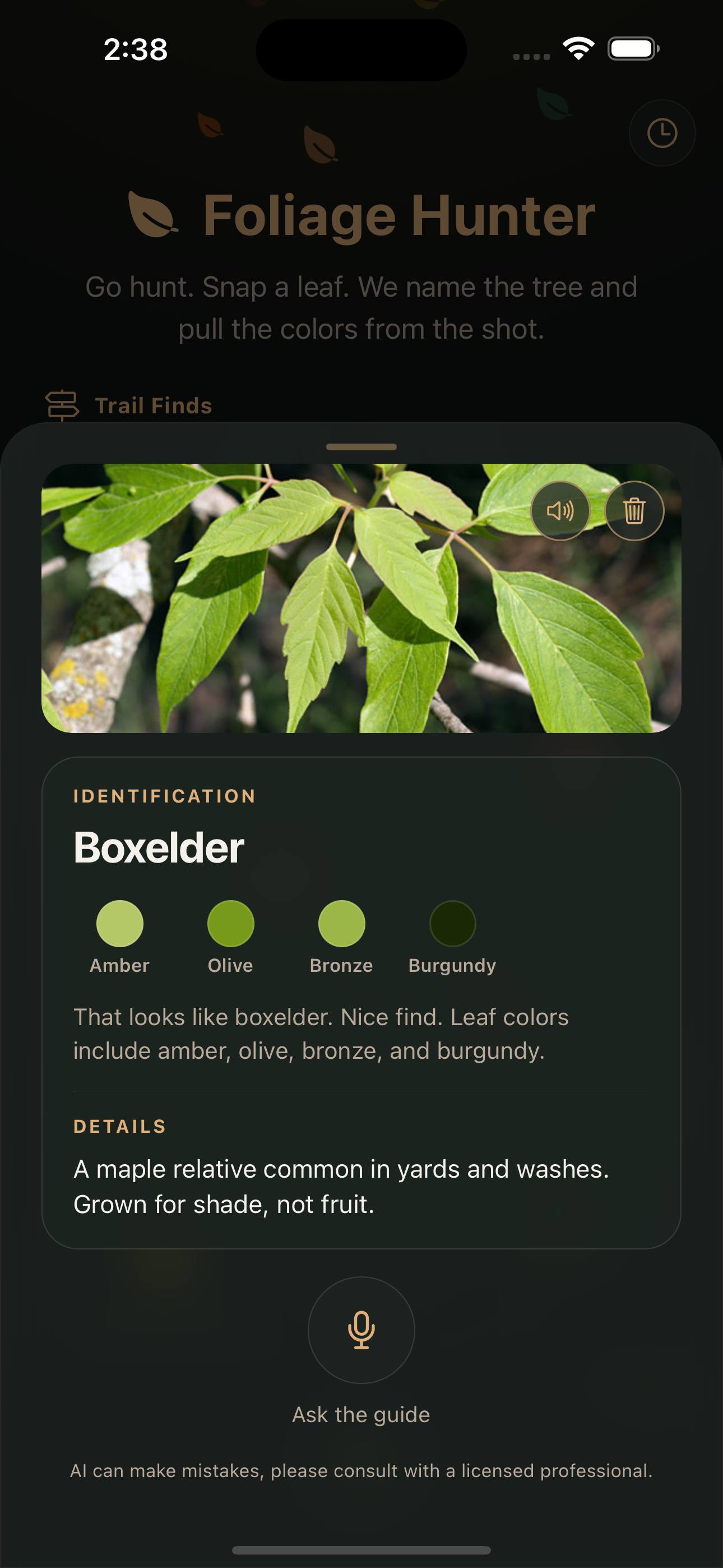 Boxelder card