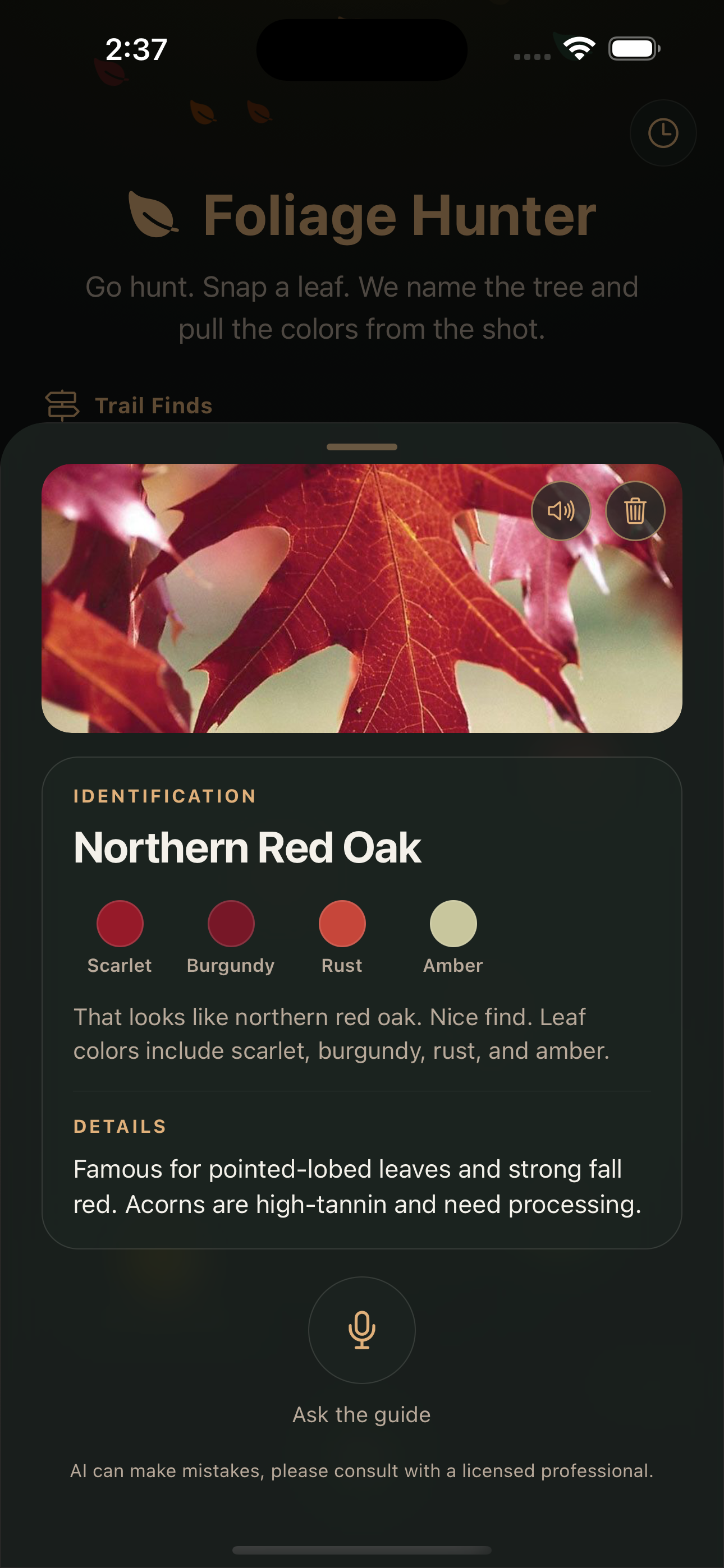Northern red oak card