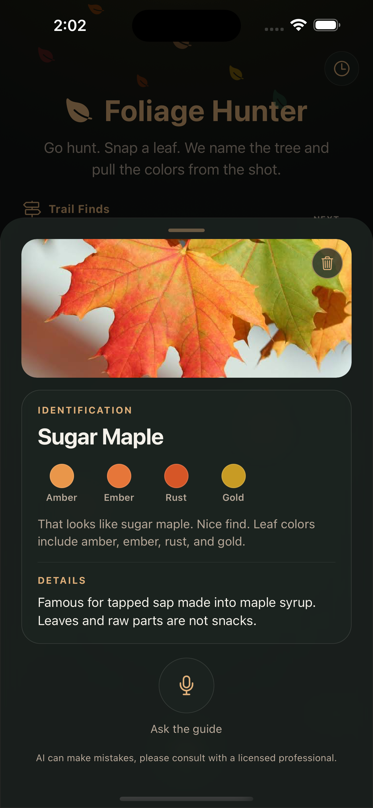 Sugar maple card